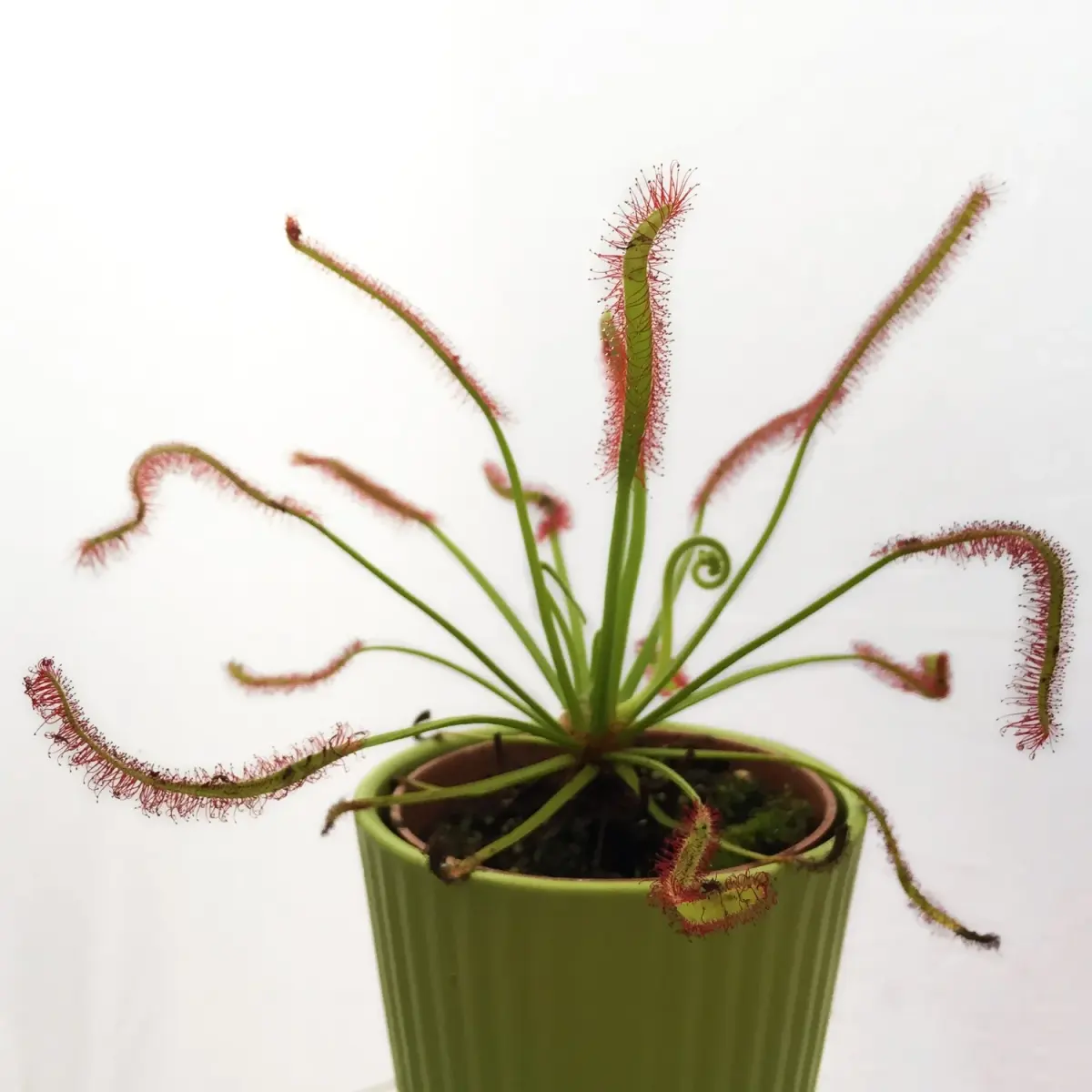 Growing Carnivorous Plants as Houseplants