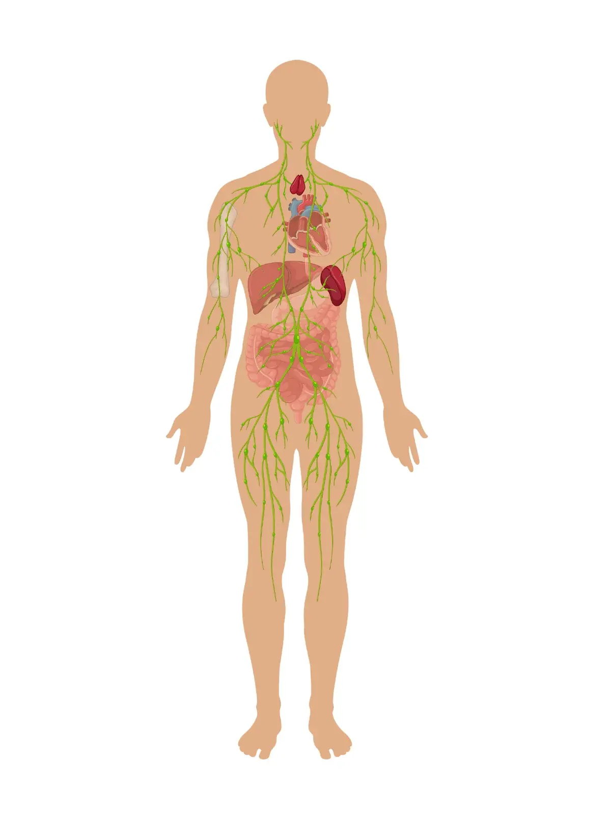 The Immune System