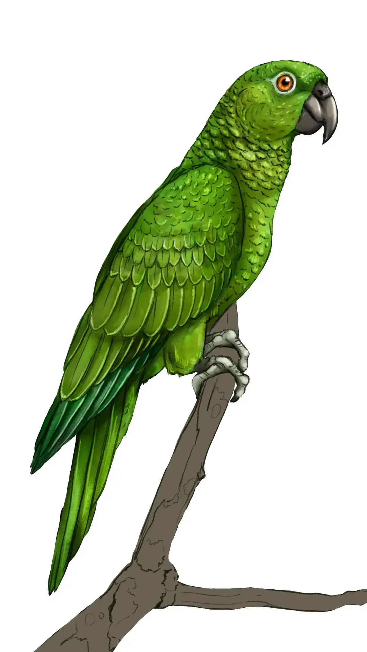 Guide to Drawing a Parrot