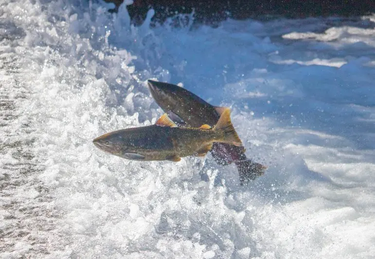 Sneaky salmon live life in the fast lane