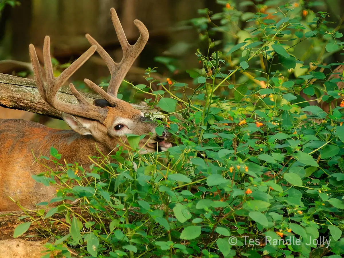 One Type of Plant is the Greatest Source of Deer Nutrition. Here's How to Grow It