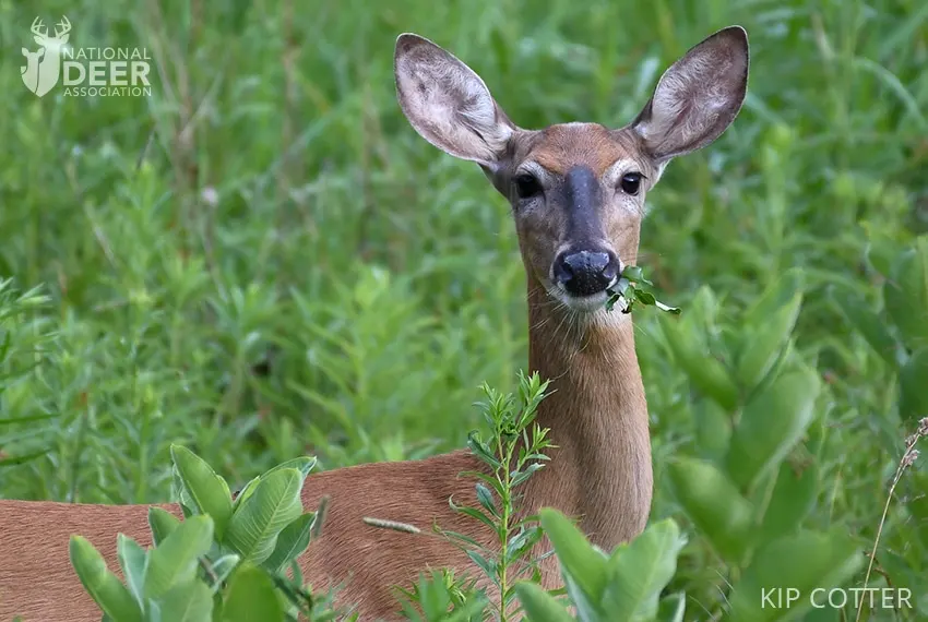 What Do Deer Eat? A Deer Diet Breakdown by Season