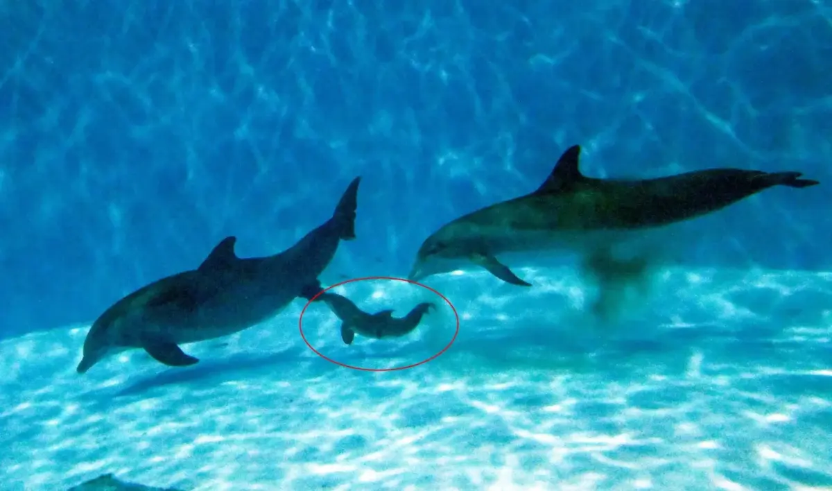 Bottlenose dolphin called Allie gives birth aged 38