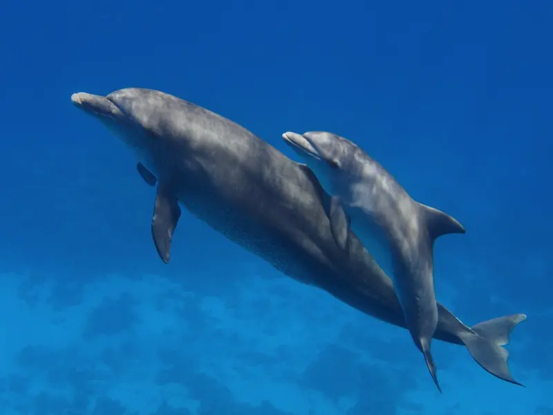 Baby dolphin called — image 2