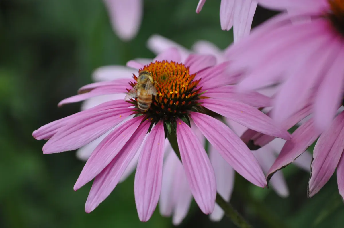 Nature curiosity: Why do flowers smell good?