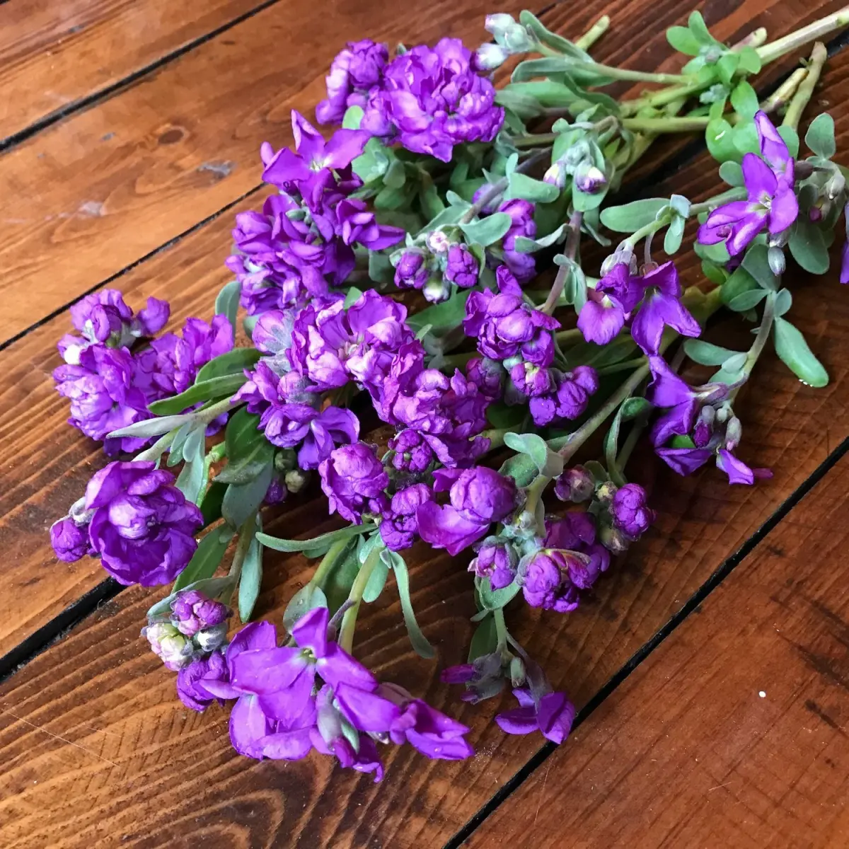 Fragrant Flowers