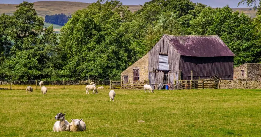 How Long do Sheep Live? (oldest sheep ever + typical causes of death)