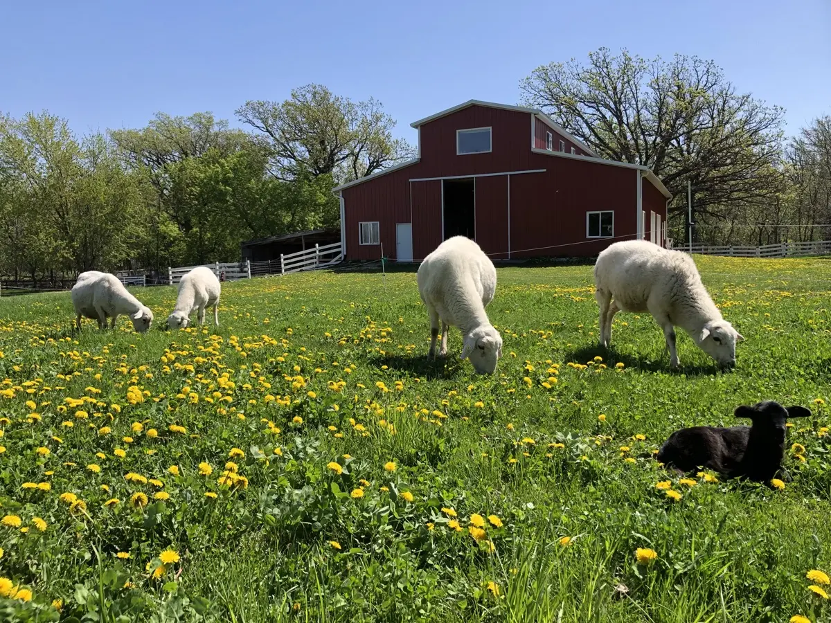 Sheep live — image 2