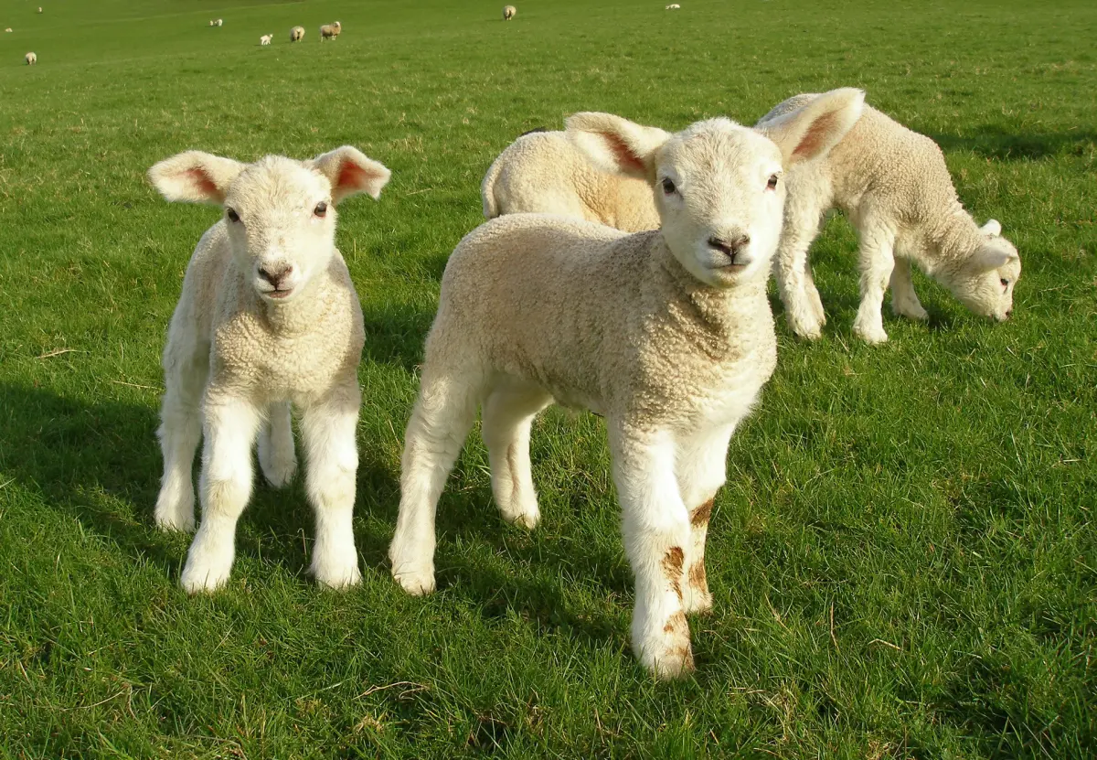 Introducing the Term 'Live Lamb Cutting' to Replace Mulesing