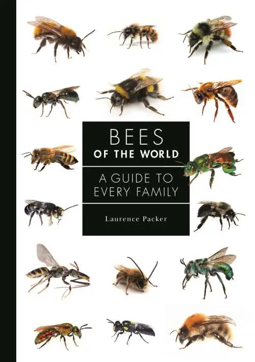 What is a group of bees called