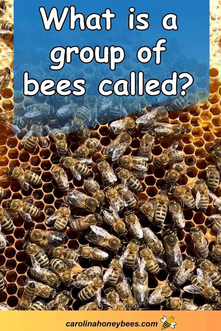 What Is a Group of Bees Called? Colonies, Swarms, and Clusters- Carolina Honeybees