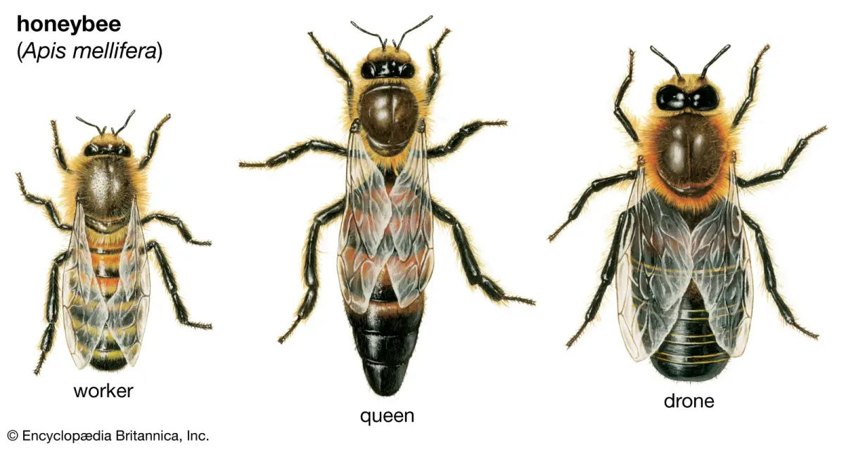 Group bees called — image 3