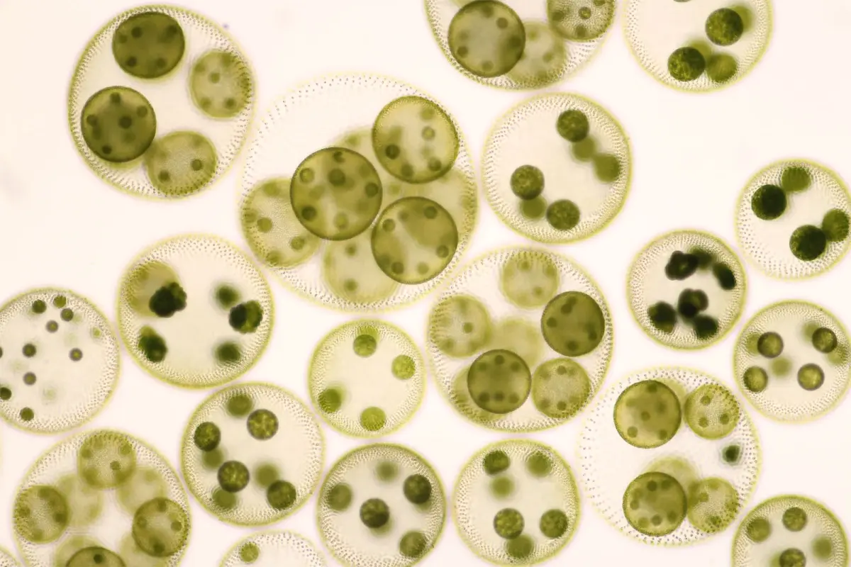 Algae