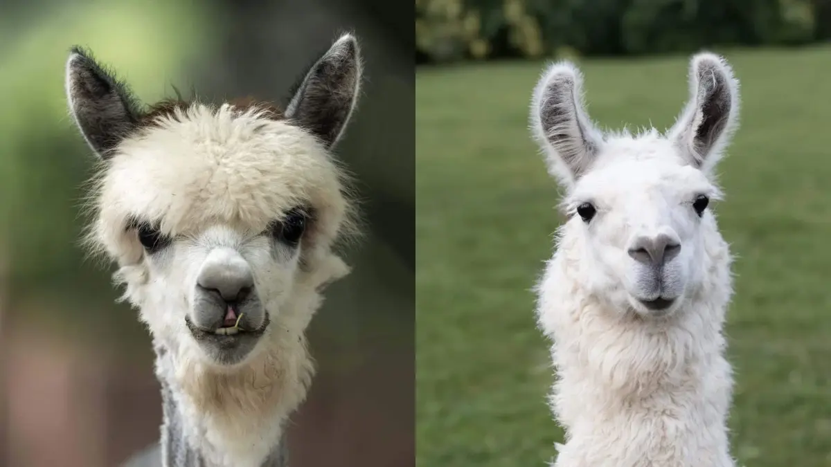 Llama alpaca — image 2