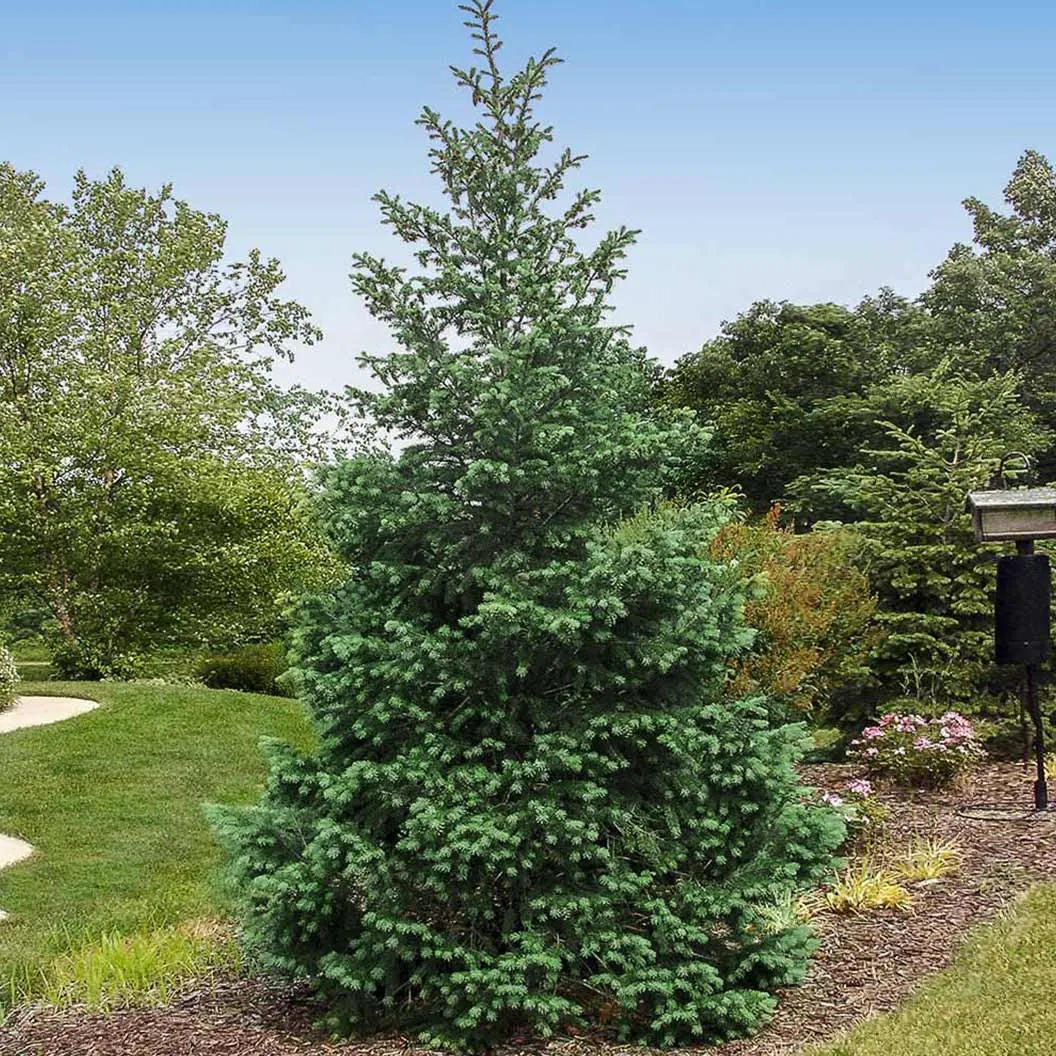 Douglas Fir Tree, Cold Hardy