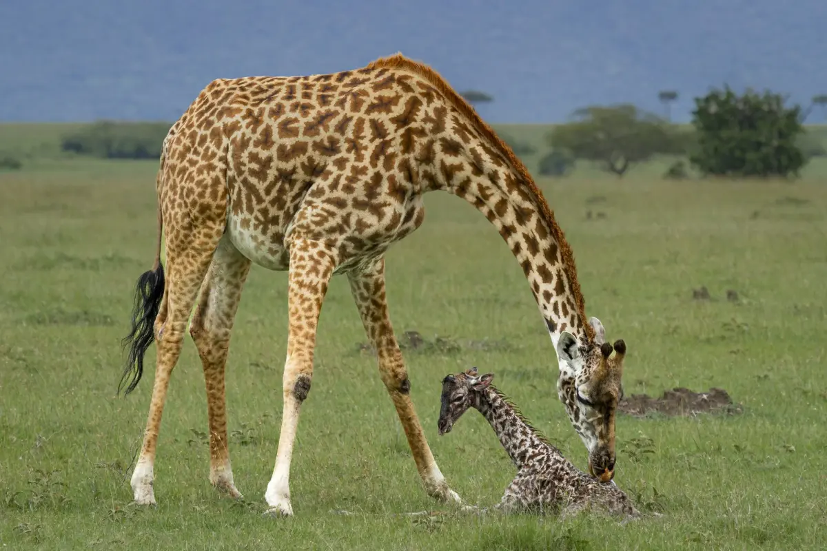 Babies giraffes — image 2
