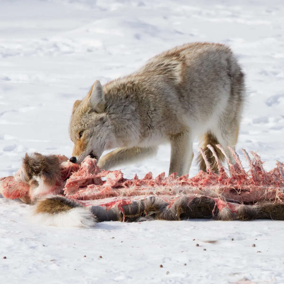 What do urban coyotes eat?