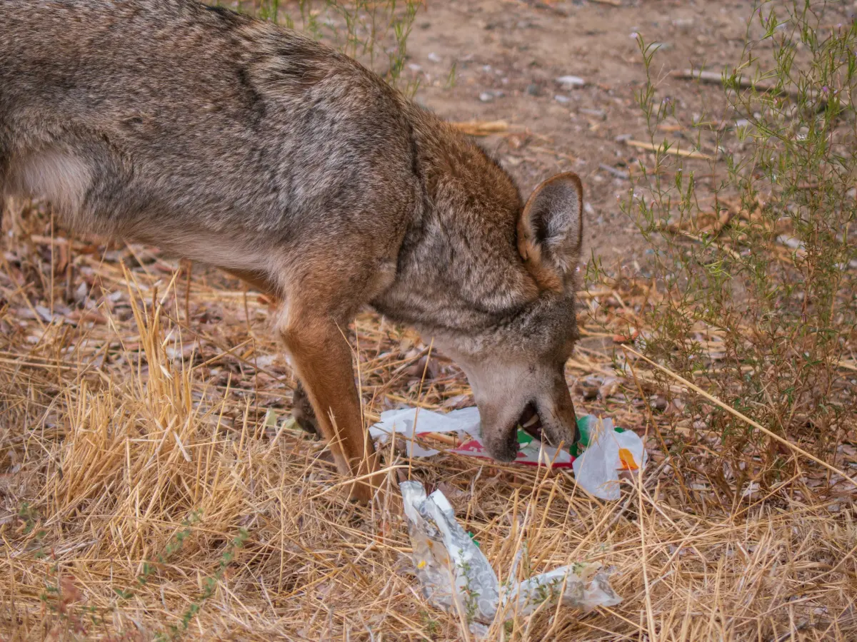 Don't feed coyotes