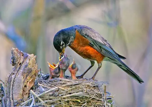 Robins eat — image 2