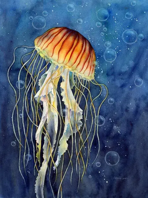 Jellyfish