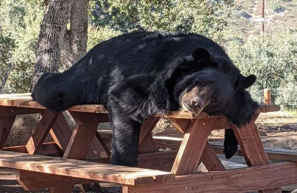 Bears hibernate — image 2