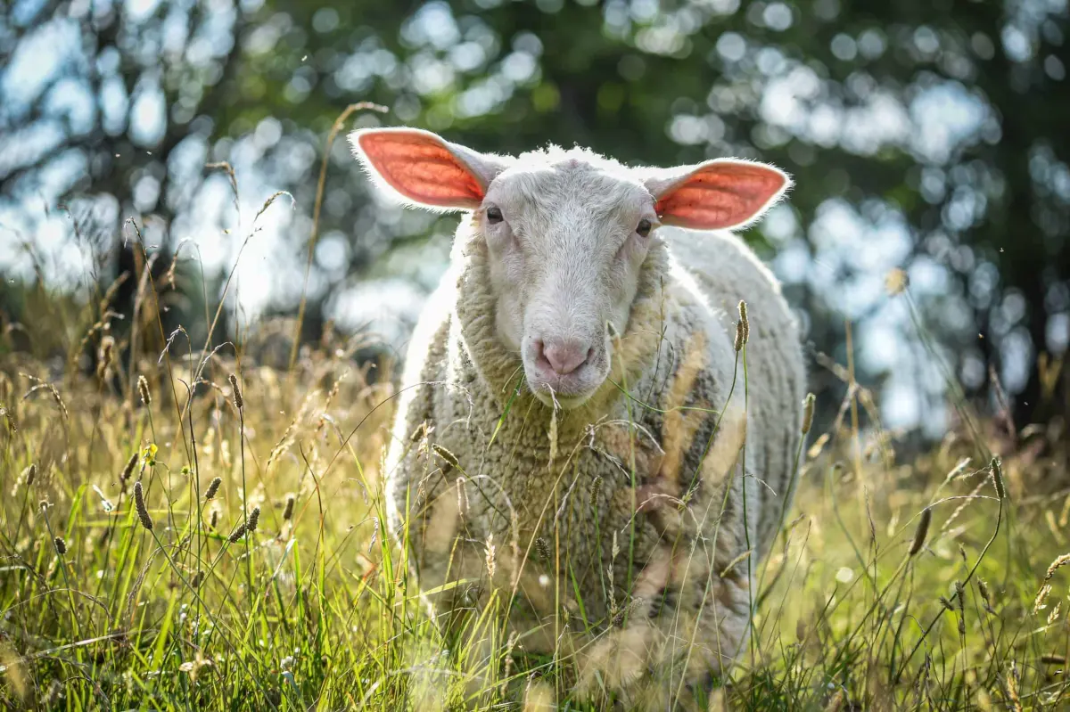 Daily Diet, Treats, & Supplements For Sheep