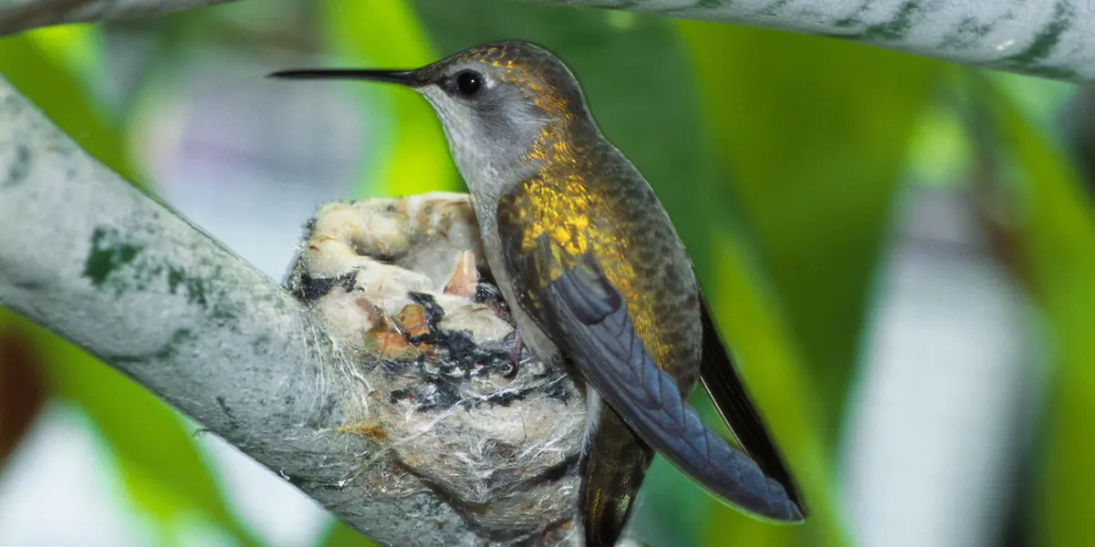 Hummingbirds