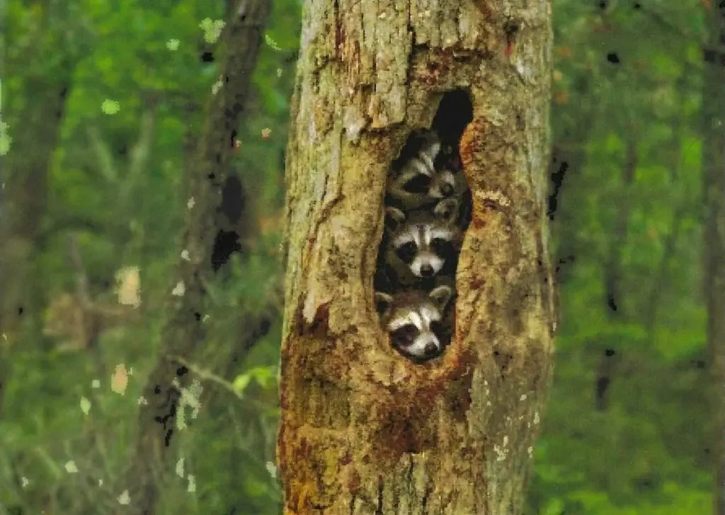 Raccoons live — image 2