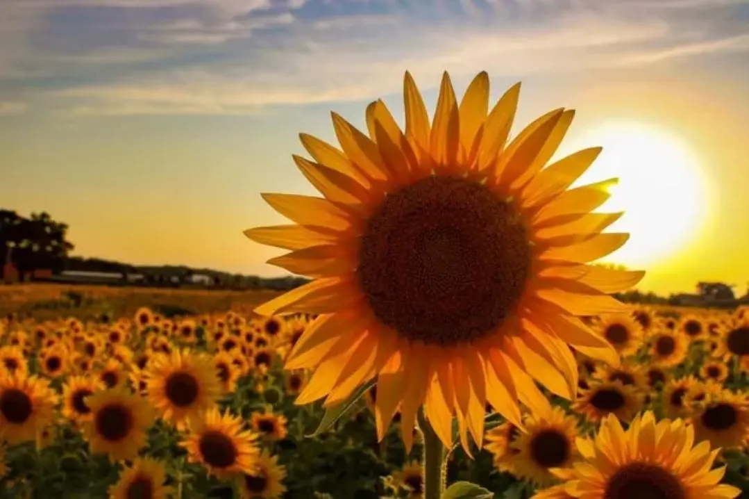 Sunflowers no longer face the Sun