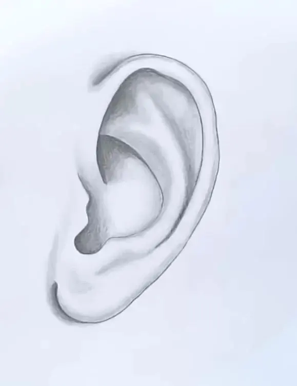How to draw a ear step by step