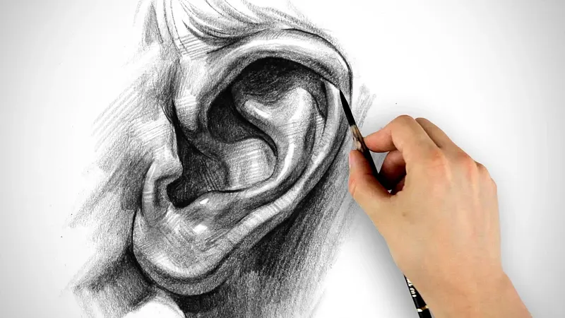 Draw realistic ear — image 3