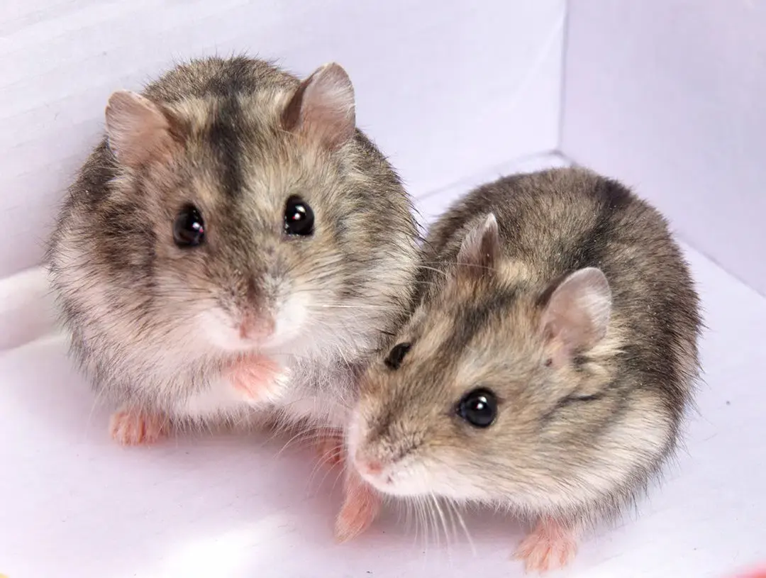 Can hamsters live together?
