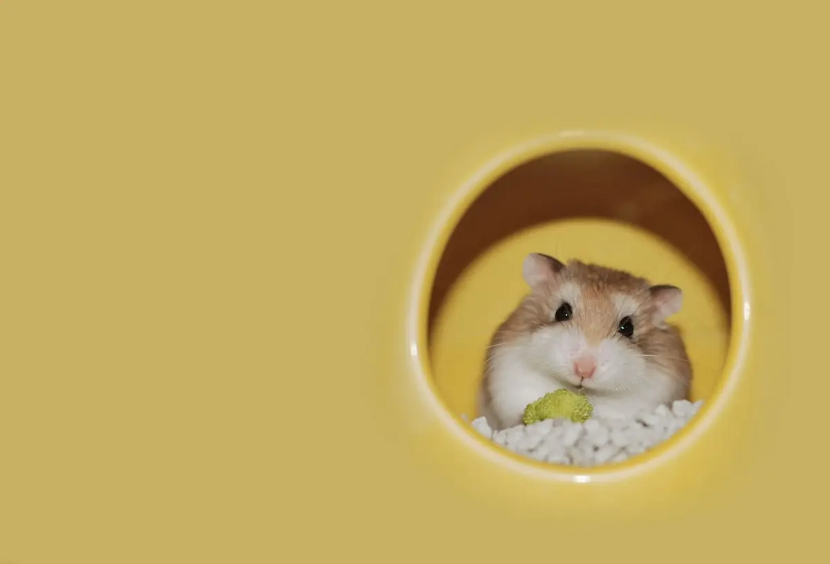 Where Do Hamsters Live In The Wild?