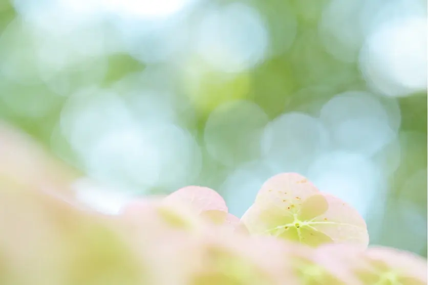 How to create beautiful bokeh effects: Using bokeh to capture stunning