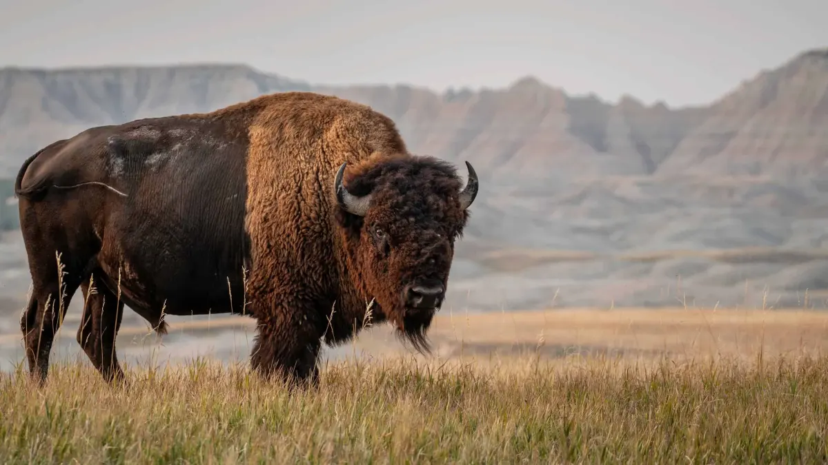 Discover the Largest Bison Ever Recorded Worldwide