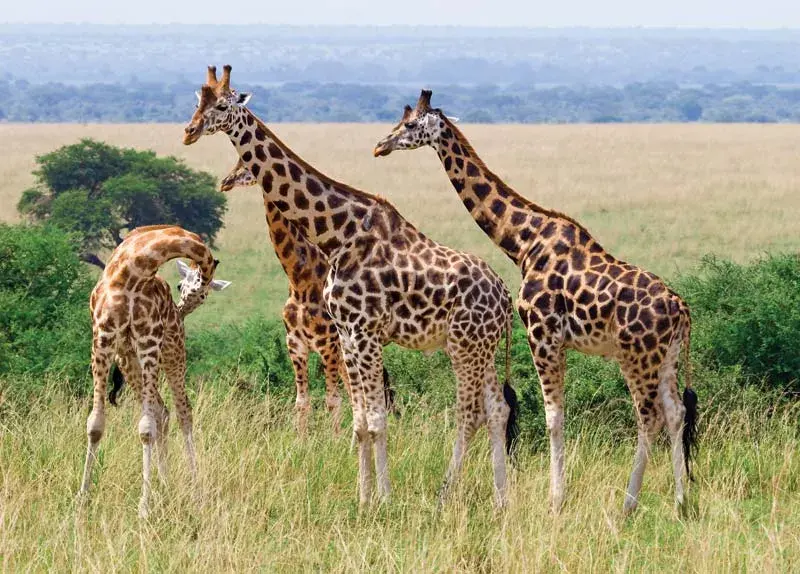 Giraffes live — image 2