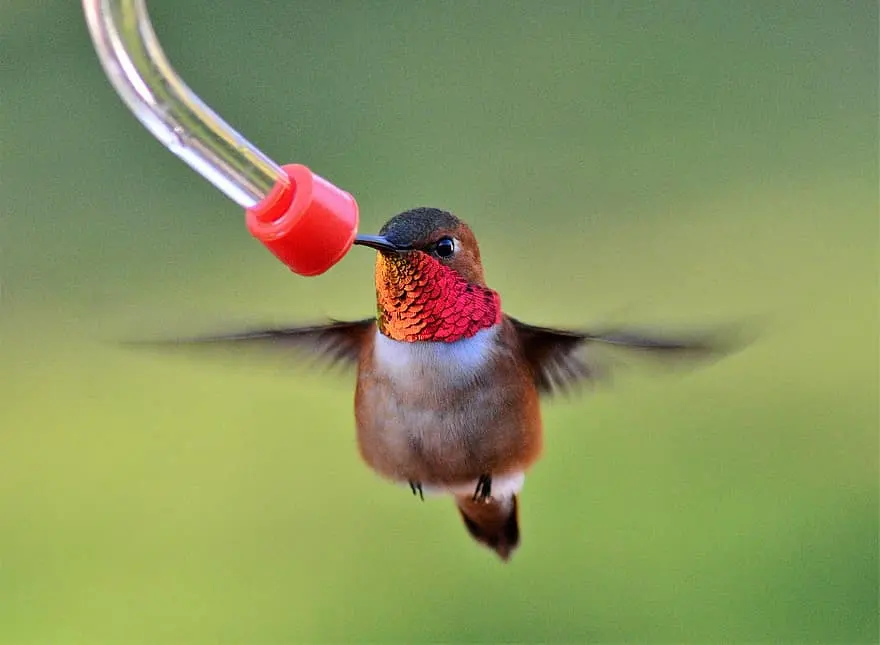 Hummingbirds eat — image 2