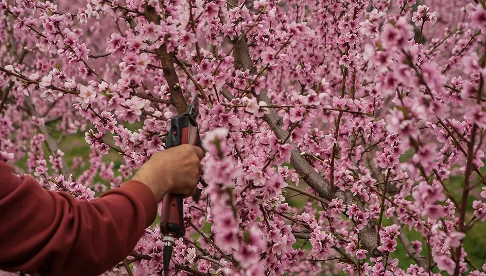 Cherry Fruit Trees vs. Cherry Blossom Trees: What's the Difference?