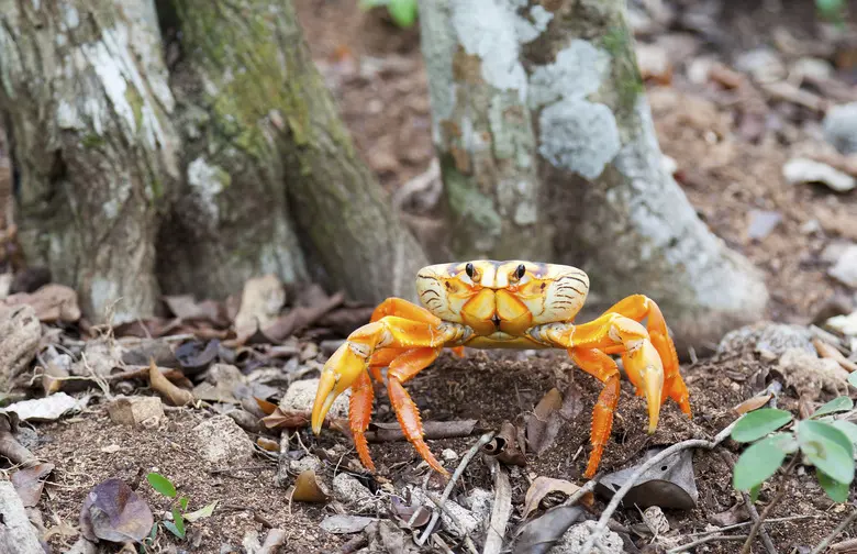 What Type Of Habitat Do Crabs Live In?