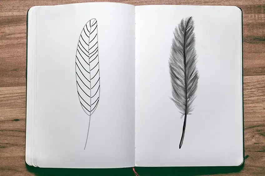 Feather Drawing