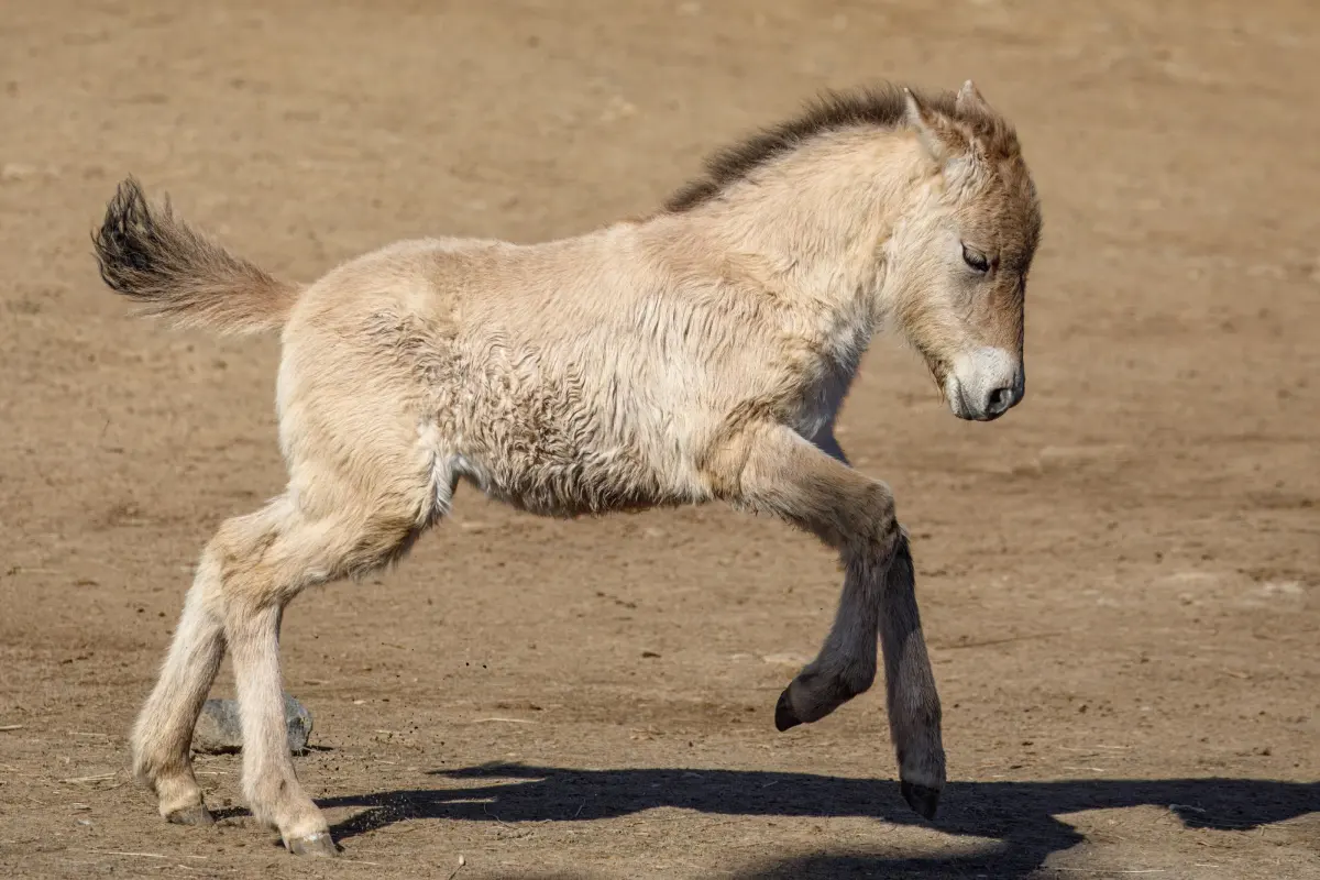 Babies horses — image 2