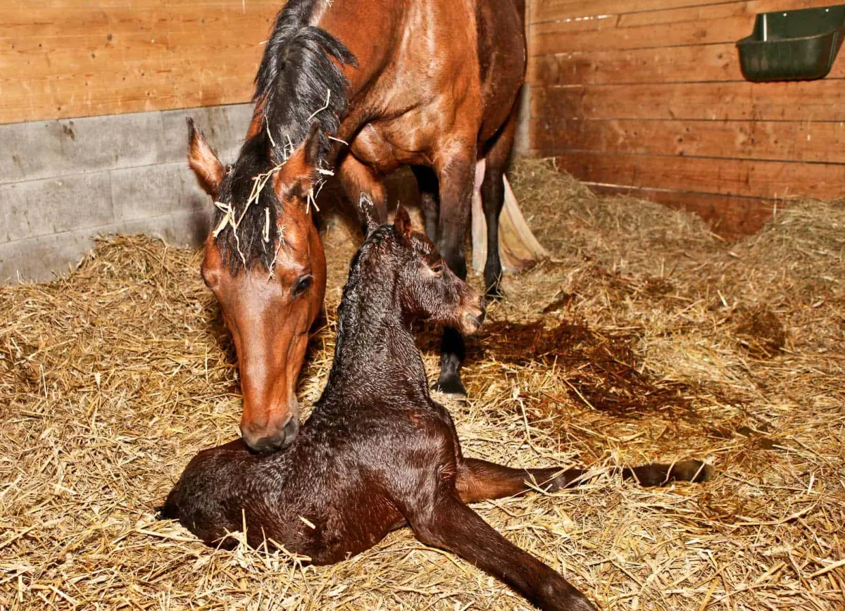 Babies horses — image 3