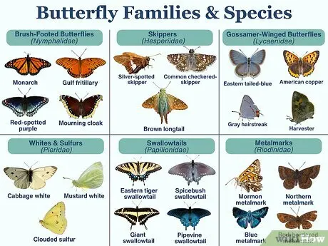 Types of Butterflies: Common Species from Each Family