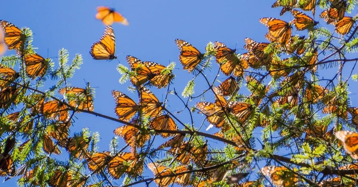 What Is a Group of Butterflies Called?