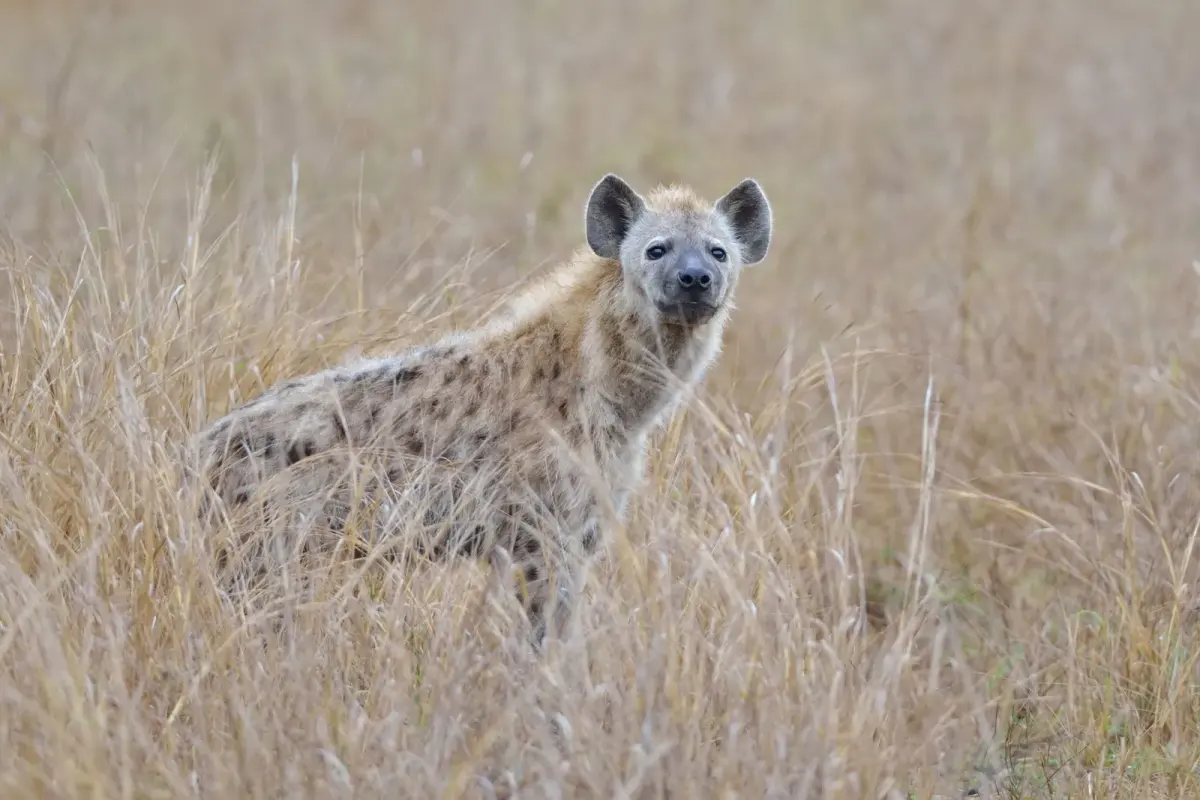 Hyenas live — image 2