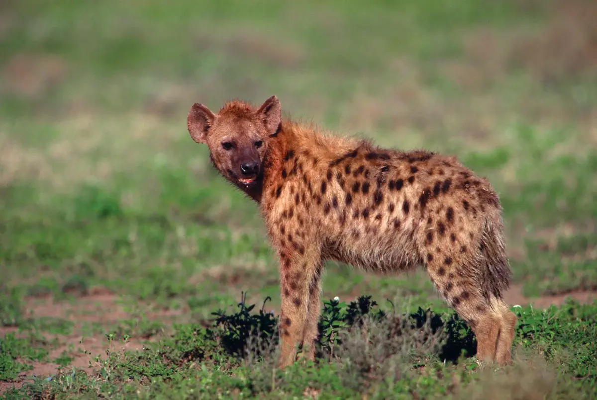 Hyenas live — image 3