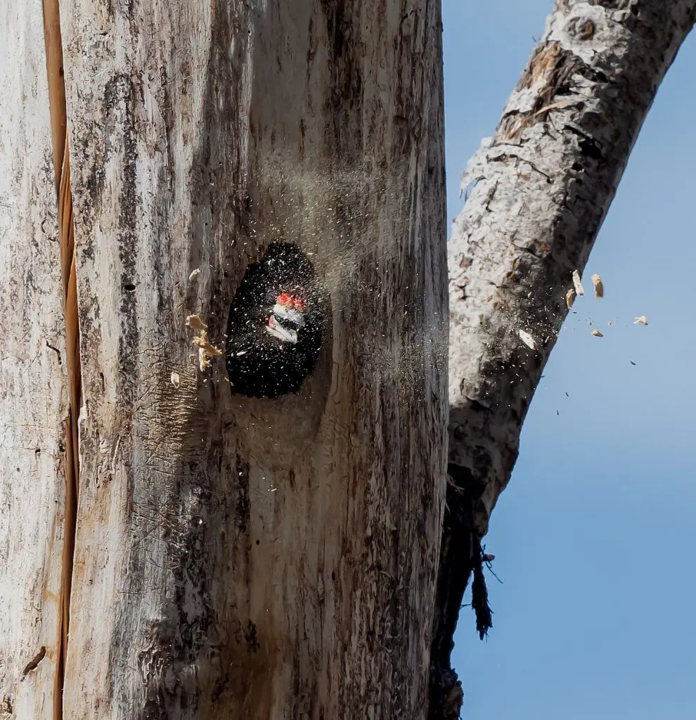 Woodpeckers live — image 2