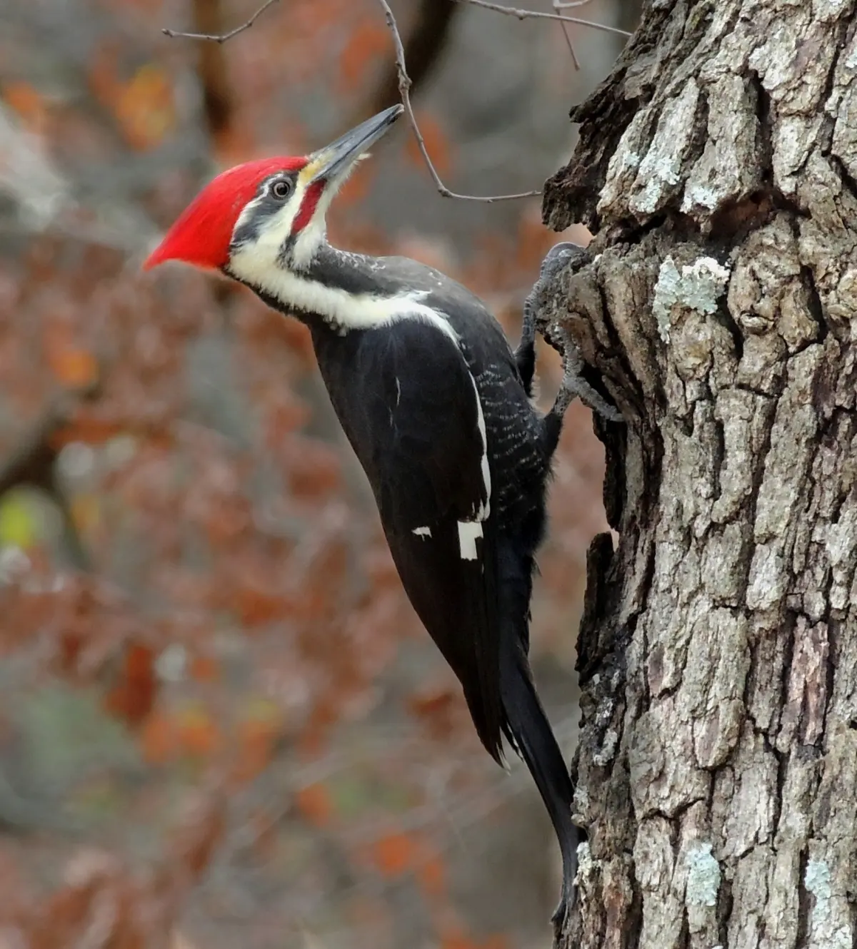 Woodpeckers live — image 3