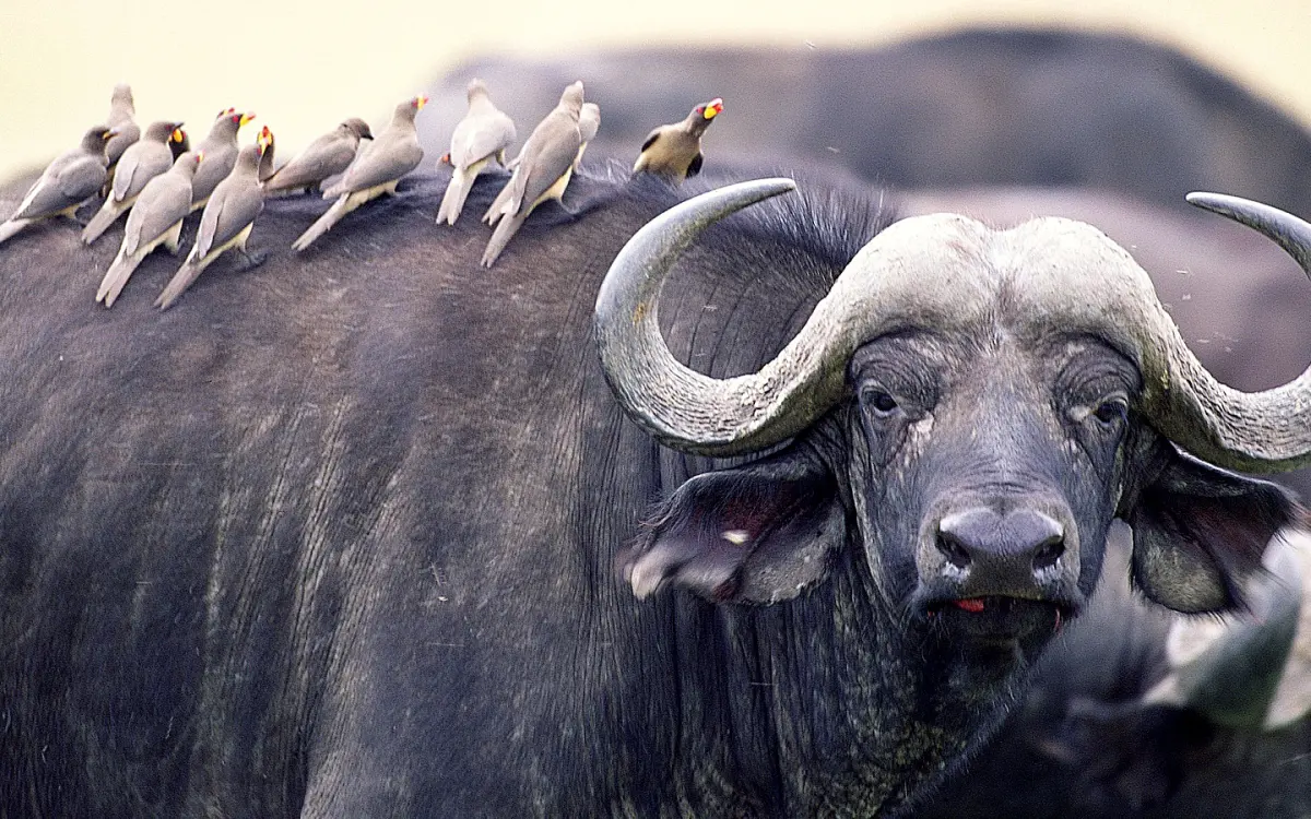 Symbiosis: It's Not That Simple