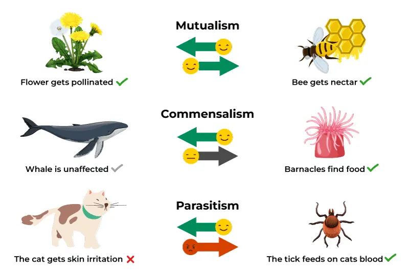Symbiosis and Symbiotic Relationship
